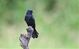 Common Square-tailed Drongo